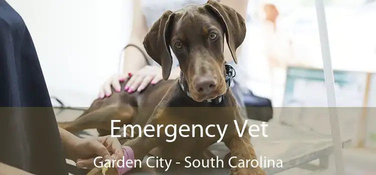 Emergency Vet Garden City - South Carolina