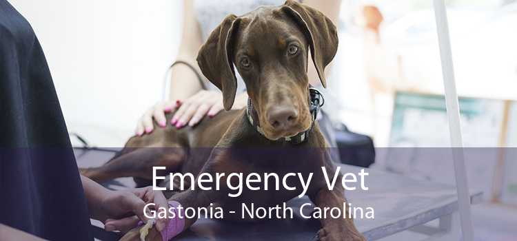 Emergency Vet Gastonia - North Carolina