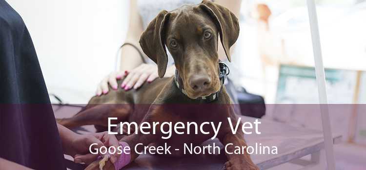 Emergency Vet Goose Creek - North Carolina