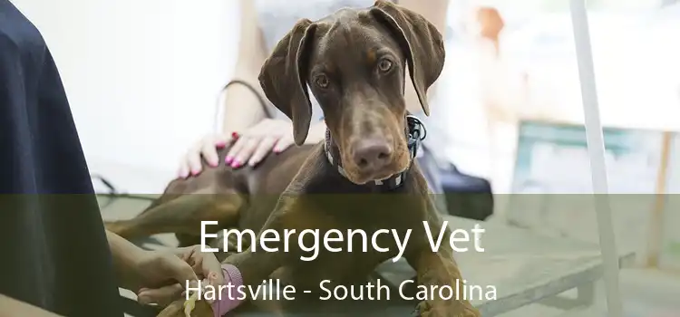 Emergency Vet Hartsville - South Carolina