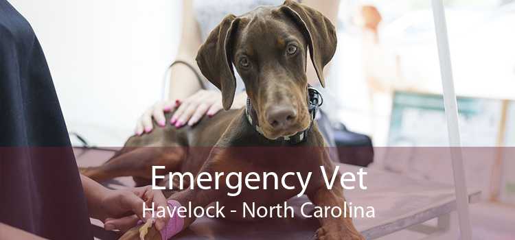 Emergency Vet Havelock - North Carolina