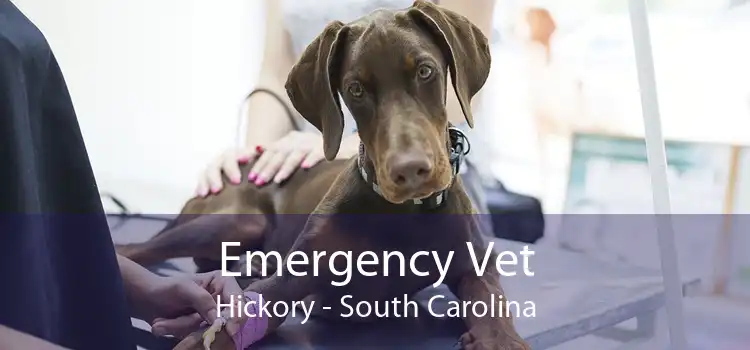 Emergency Vet Hickory - South Carolina