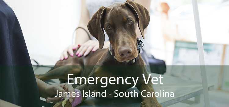 Emergency Vet James Island - South Carolina