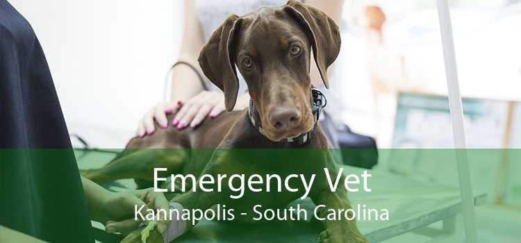 Emergency Vet Kannapolis - South Carolina
