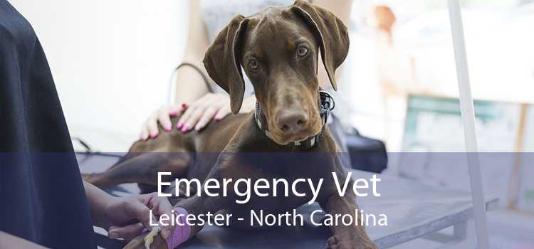 Emergency Vet Leicester - North Carolina