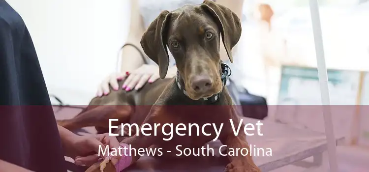 Emergency Vet Matthews - South Carolina