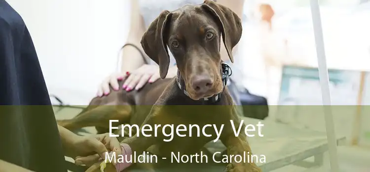 Emergency Vet Mauldin - North Carolina