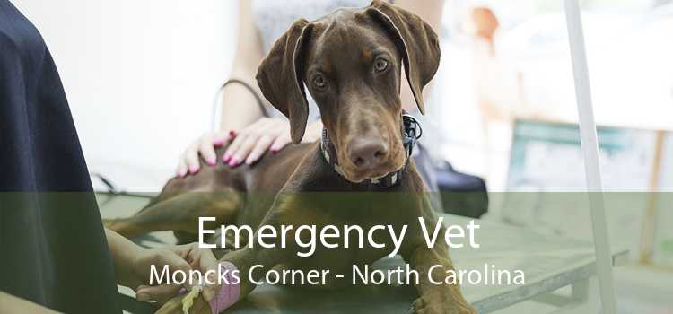 Emergency Vet Moncks Corner - North Carolina