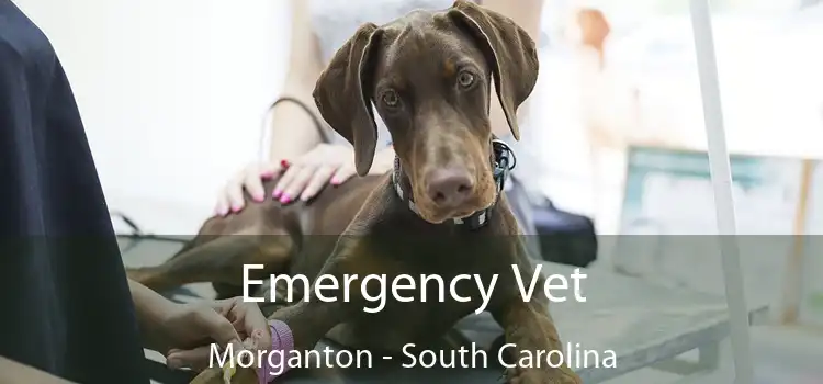 Emergency Vet Morganton - South Carolina