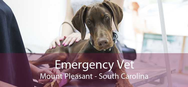 Emergency Vet Mount Pleasant - South Carolina