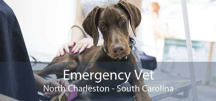Emergency Vet North Charleston - South Carolina