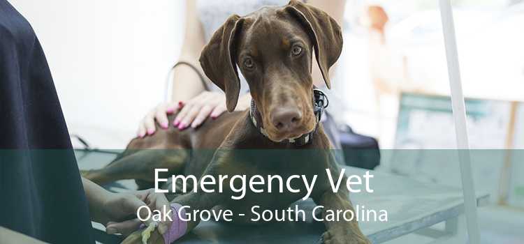 Emergency Vet Oak Grove - South Carolina