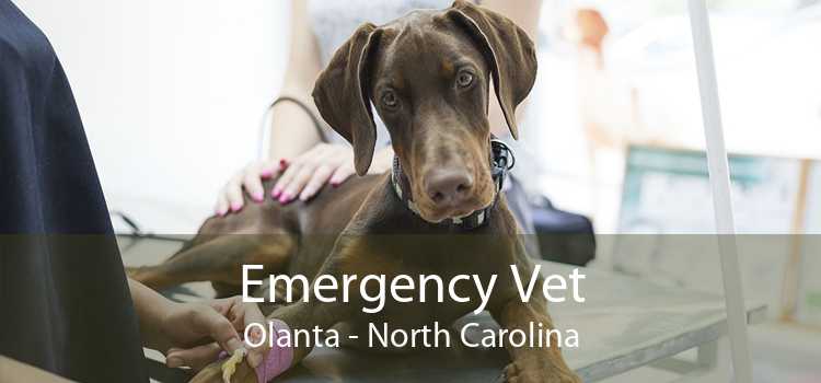 Emergency Vet Olanta - North Carolina