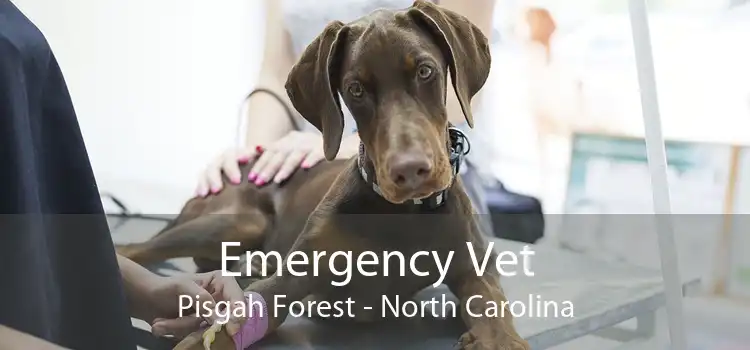 Emergency Vet Pisgah Forest - North Carolina