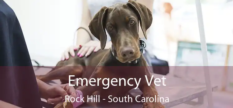 Emergency Vet Rock Hill - South Carolina