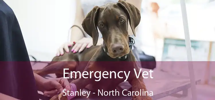 Emergency Vet Stanley - North Carolina