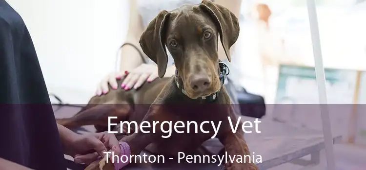 Emergency Vet Thornton - Pennsylvania