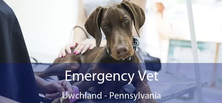 Emergency Vet Uwchland - Pennsylvania