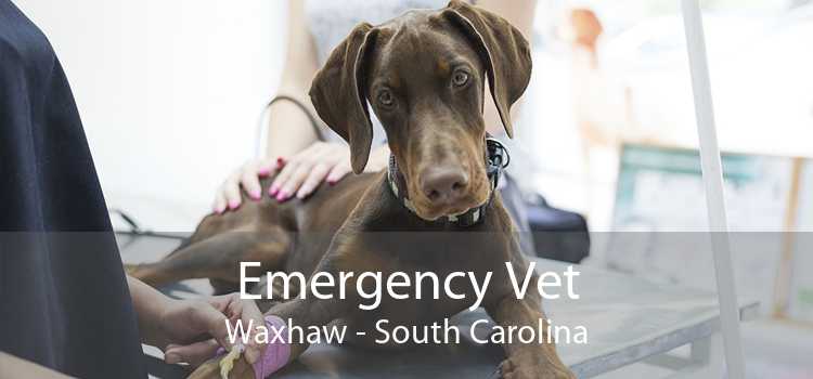 Emergency Vet Waxhaw - South Carolina