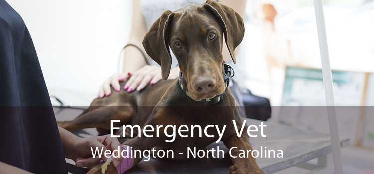 Emergency Vet Weddington - North Carolina