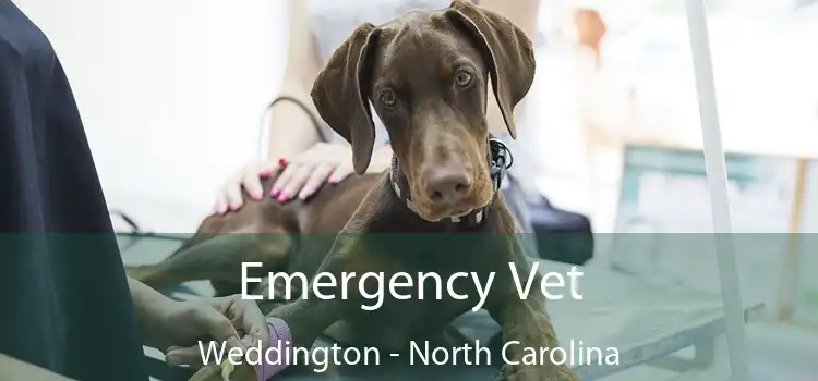 Emergency Vet Weddington - North Carolina