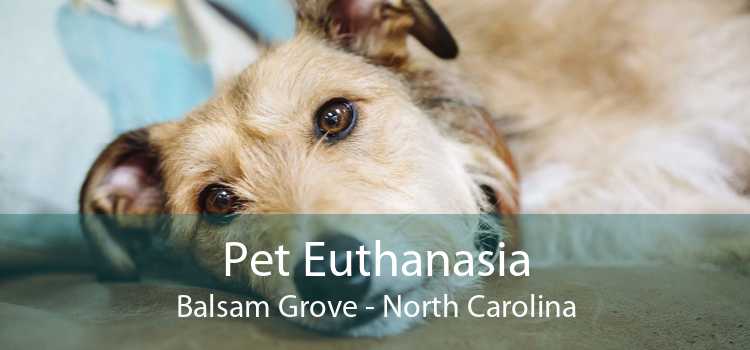 Pet Euthanasia Balsam Grove - North Carolina