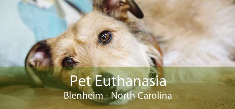 Pet Euthanasia Blenheim - North Carolina