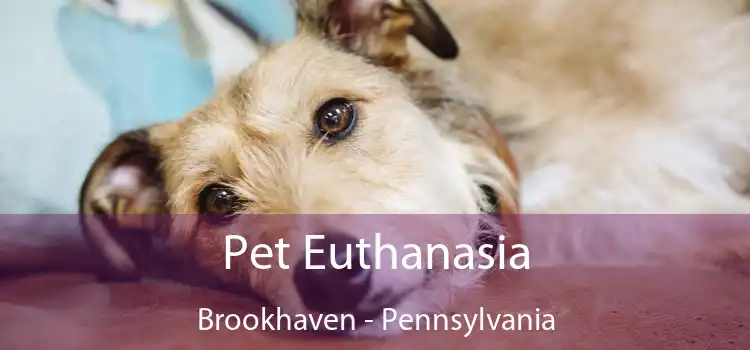 Pet Euthanasia Brookhaven - Pennsylvania