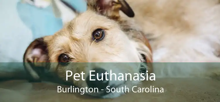 Pet Euthanasia Burlington - South Carolina