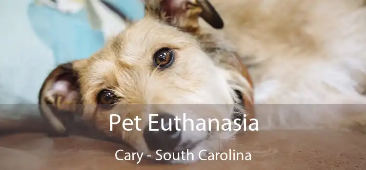 Pet Euthanasia Cary - South Carolina