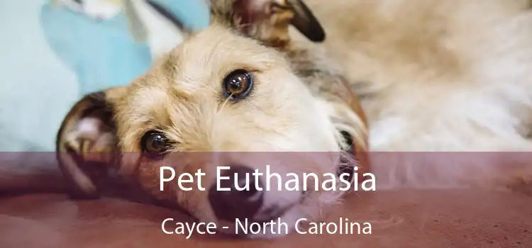 Pet Euthanasia Cayce - North Carolina