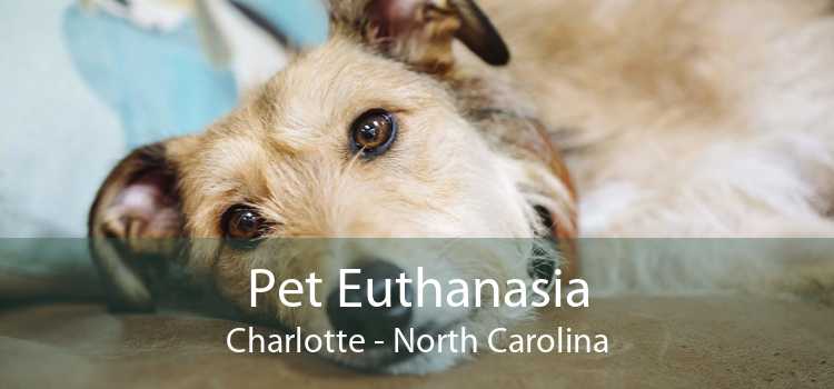 Pet Euthanasia Charlotte - North Carolina