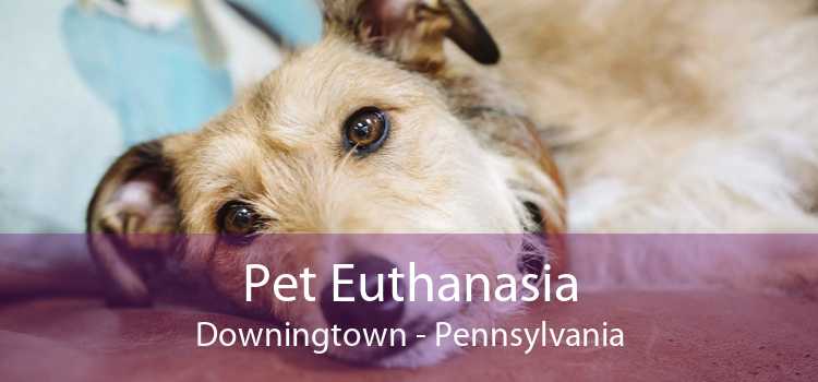 Pet Euthanasia Downingtown - Pennsylvania