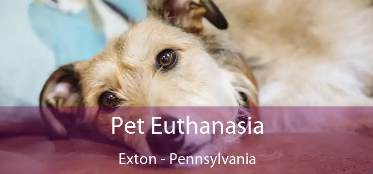 Pet Euthanasia Exton - Pennsylvania
