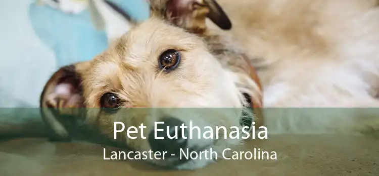 Pet Euthanasia Lancaster - North Carolina