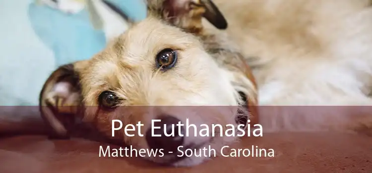 Pet Euthanasia Matthews - South Carolina