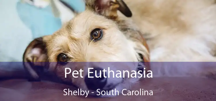 Pet Euthanasia Shelby - South Carolina