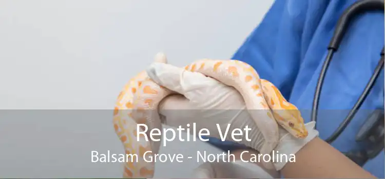 Reptile Vet Balsam Grove - North Carolina