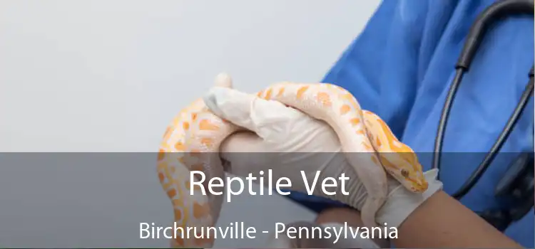 Reptile Vet Birchrunville - Pennsylvania