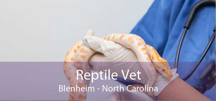 Reptile Vet Blenheim - North Carolina