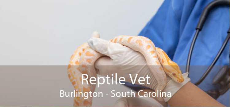 Reptile Vet Burlington - South Carolina