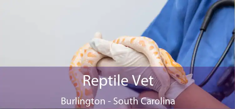 Reptile Vet Burlington - South Carolina