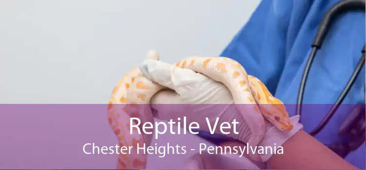 Reptile Vet Chester Heights - Pennsylvania