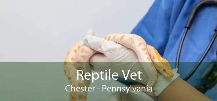 Reptile Vet Chester - Pennsylvania