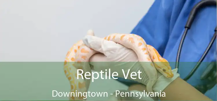 Reptile Vet Downingtown - Pennsylvania