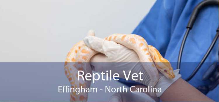 Reptile Vet Effingham - North Carolina
