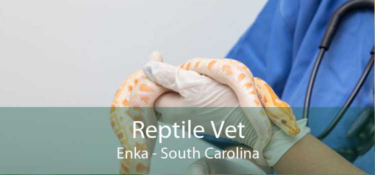 Reptile Vet Enka - South Carolina