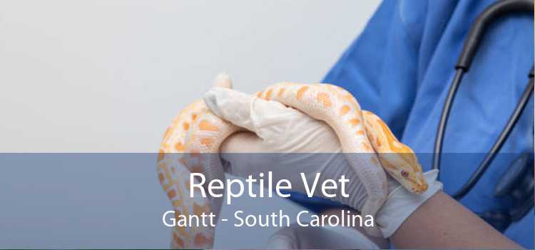 Reptile Vet Gantt - South Carolina
