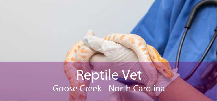 Reptile Vet Goose Creek - North Carolina