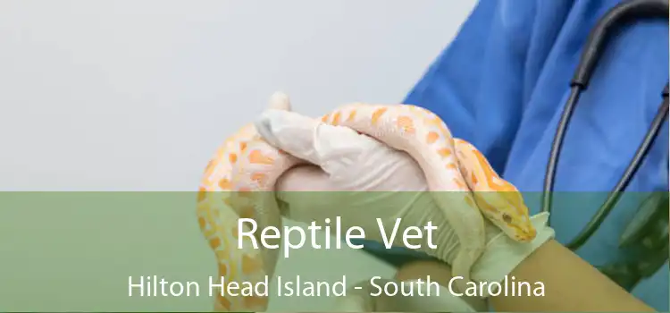 Reptile Vet Hilton Head Island - South Carolina